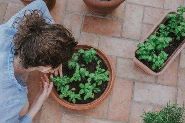 10 Best Ayurvedic Herbs For Your Garden