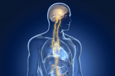 The Vital Role of The Vagus Nerve